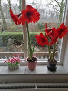 amaryllis