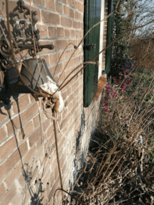 dode muis
