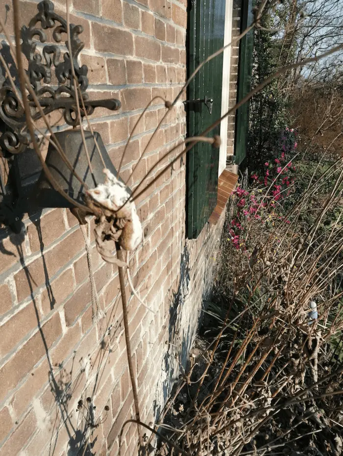 dode muis