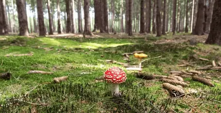 Eetbare en giftige paddenstoelen + het nummer van 112 2 vliegenzwam