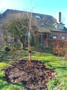 boom planten