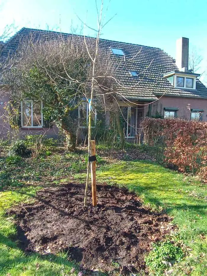 Toen ik thuiskwam lag er een boom in mijn tuin