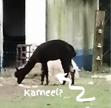 kameel