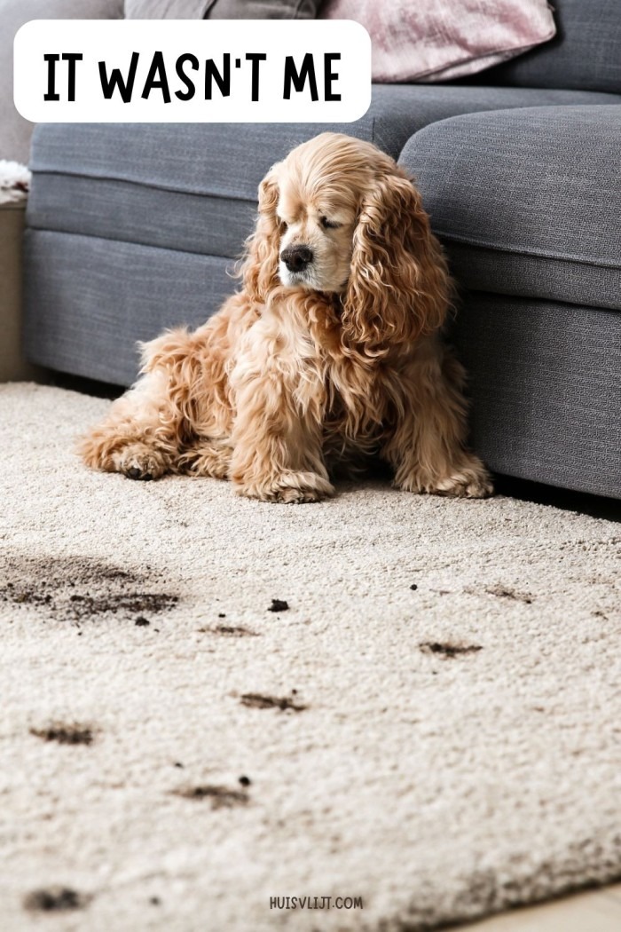 schoonmaak quotes humor