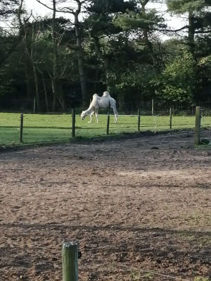 Kameel in de Achterhoek