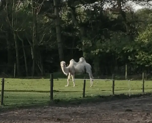 Het was dus echt een kameel!