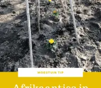 Afrikaantjes in de moestuin: waarom zou je?
