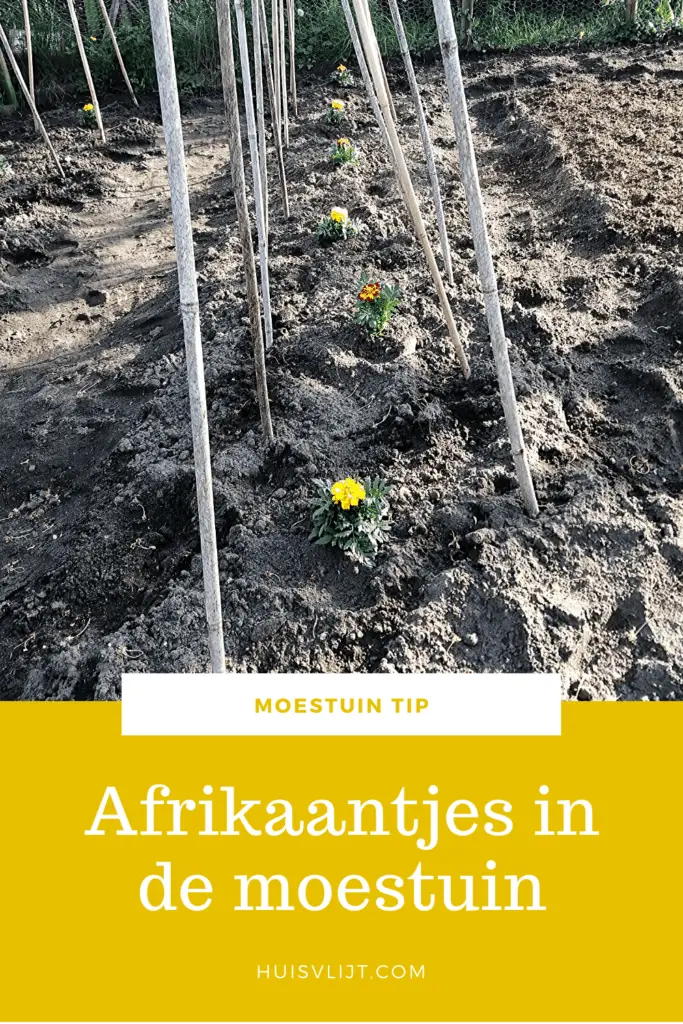 Afrikaantjes in de moestuin