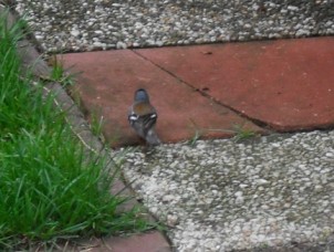 vink gevogeld