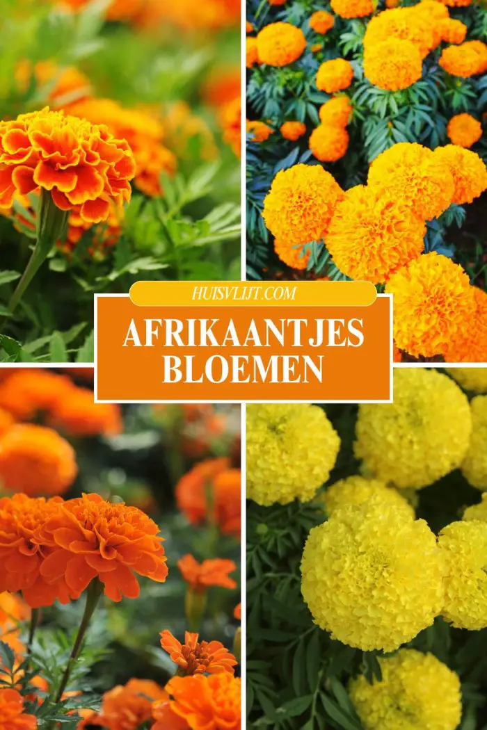 afrikaantjes bloemen