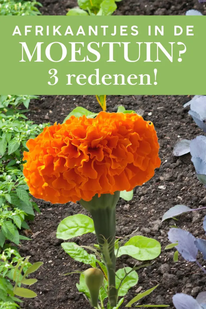 afrikaantjes in de moestuin