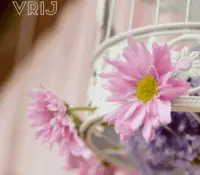 Hypotheekvrij: Eindelijk hypotheekvrij! Een leven in vrijheid?