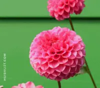 Bloemen zaaien: tuinarchitect Silvia Dekker vertelt hoe!