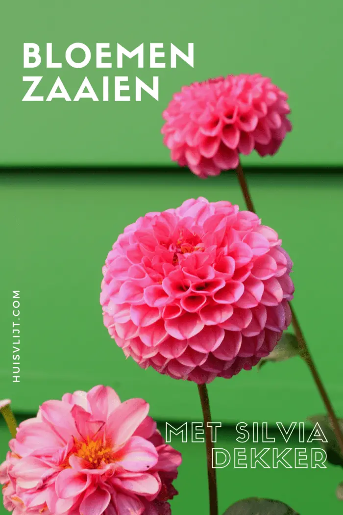 Bloemen zaaien: tuinarchitect Silvia Dekker vertelt hoe!