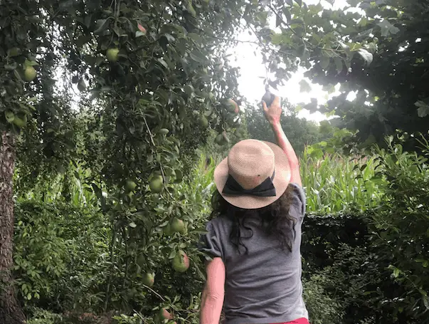 perenboom