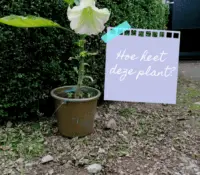 Weet jij welke bloem dit is?