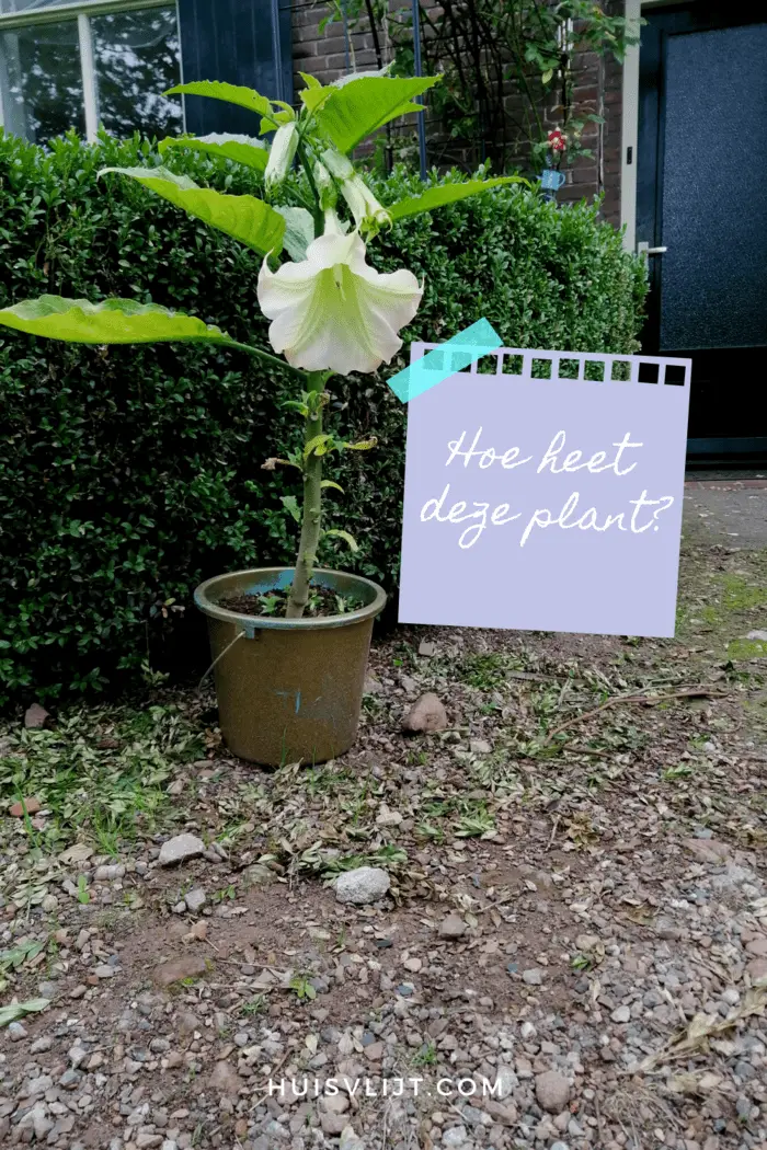 Weet jij welke bloem dit is?