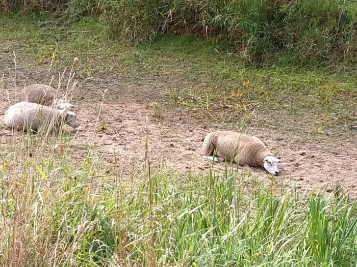 Schapen Boven Slinge