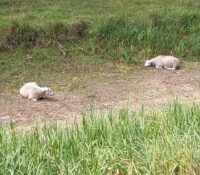 Extreem droog: de schapen wandelen in de beek!