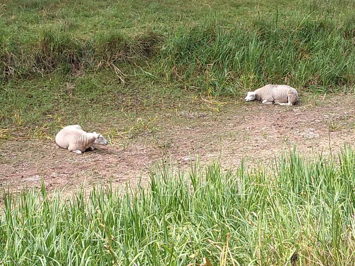 Extreem droog: de schapen wandelen in de beek!