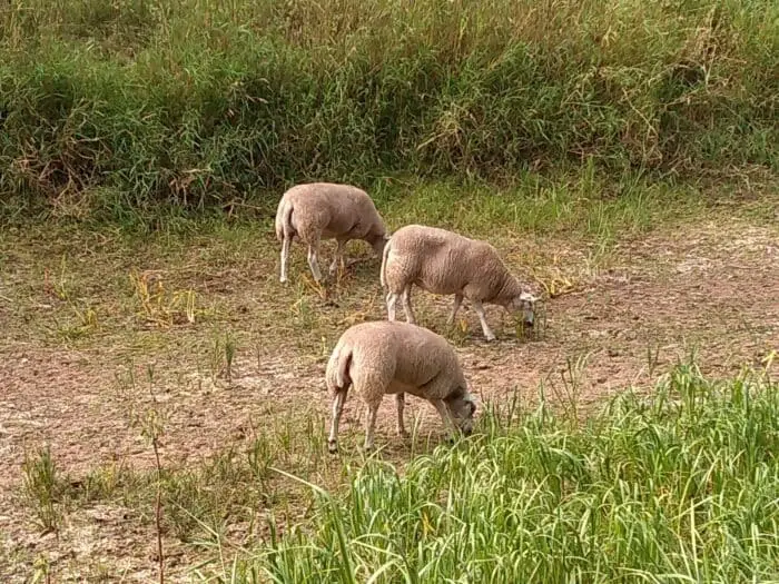 Schapen Boven Slinge