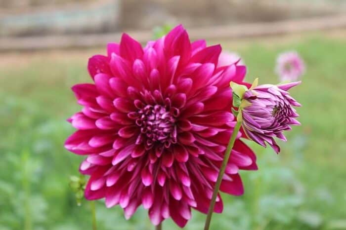 Dahlia