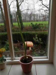 Amaryllis