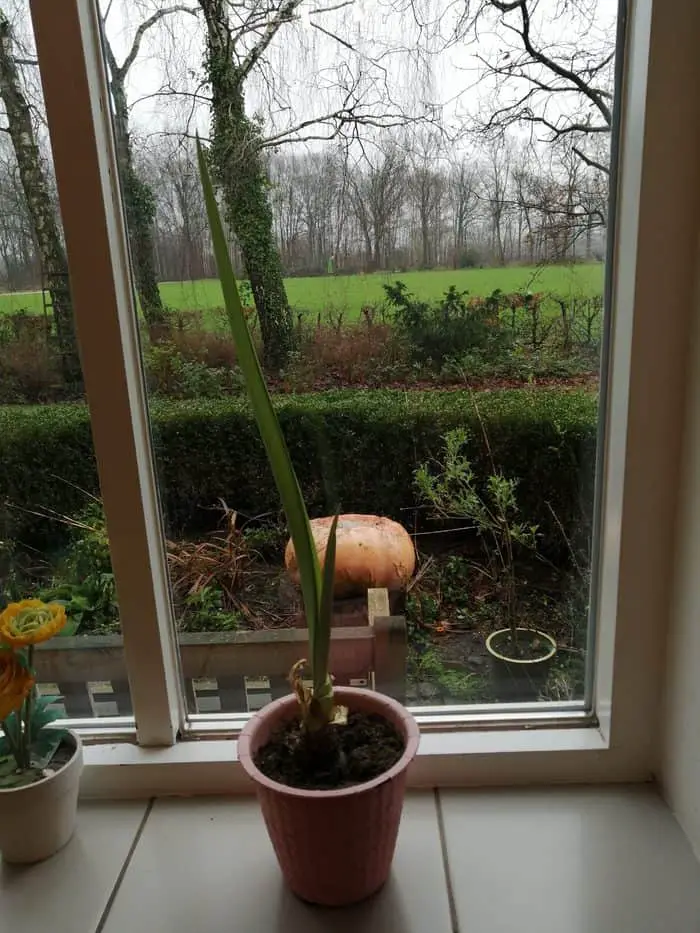 Amaryllis bol: een tweede leven?