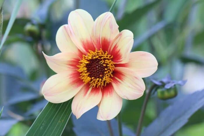 Dahlia