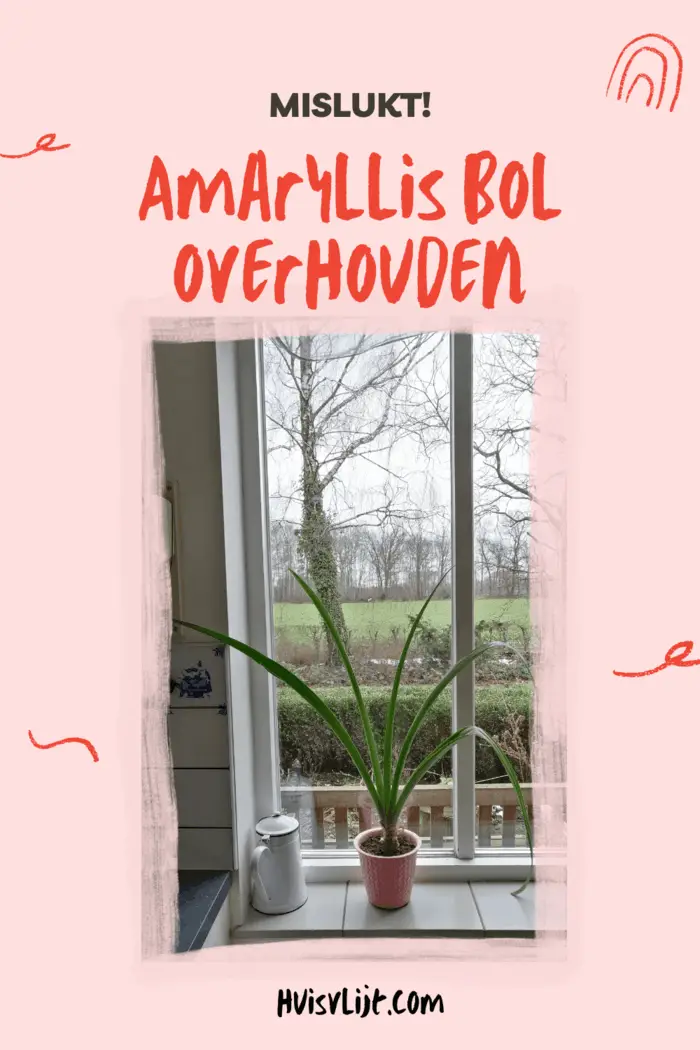 Amaryllis bol overhouden – Mislukt!