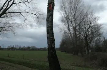 Funda voor vogels