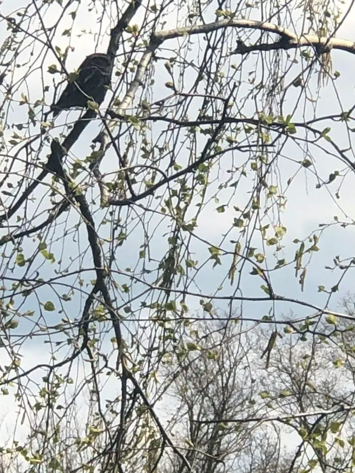 uil in de tuin