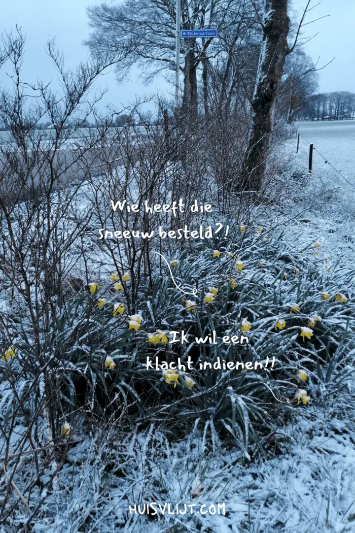 Tegenstrijdige beelden: Narcissen 'not amused'!