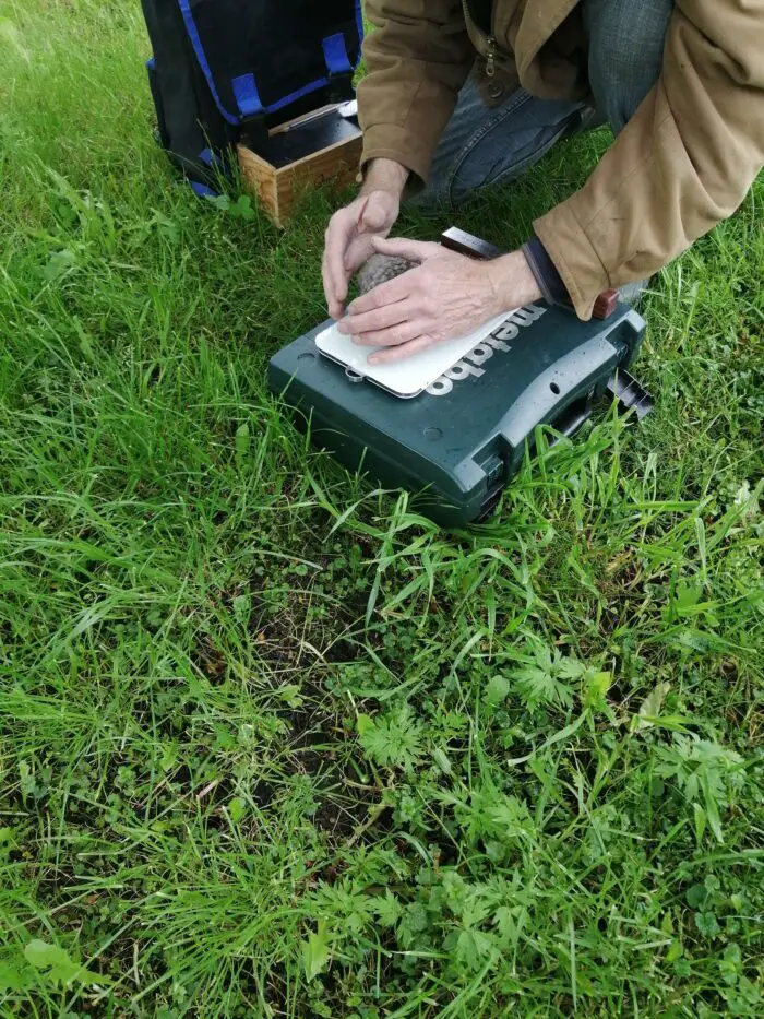 uilskuiken steenuil