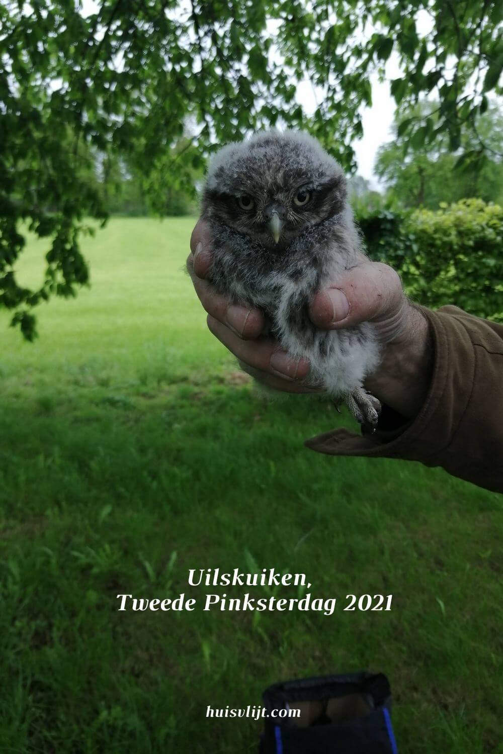 uilskuiken
