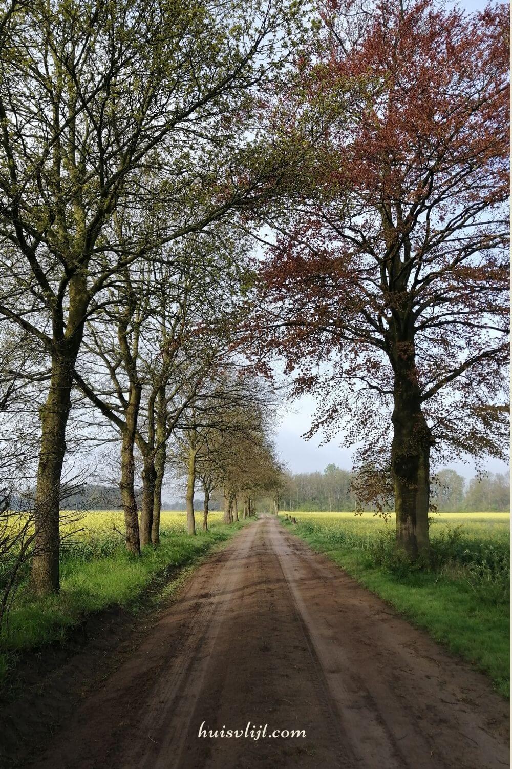 Als de koolvelden weer bloeien