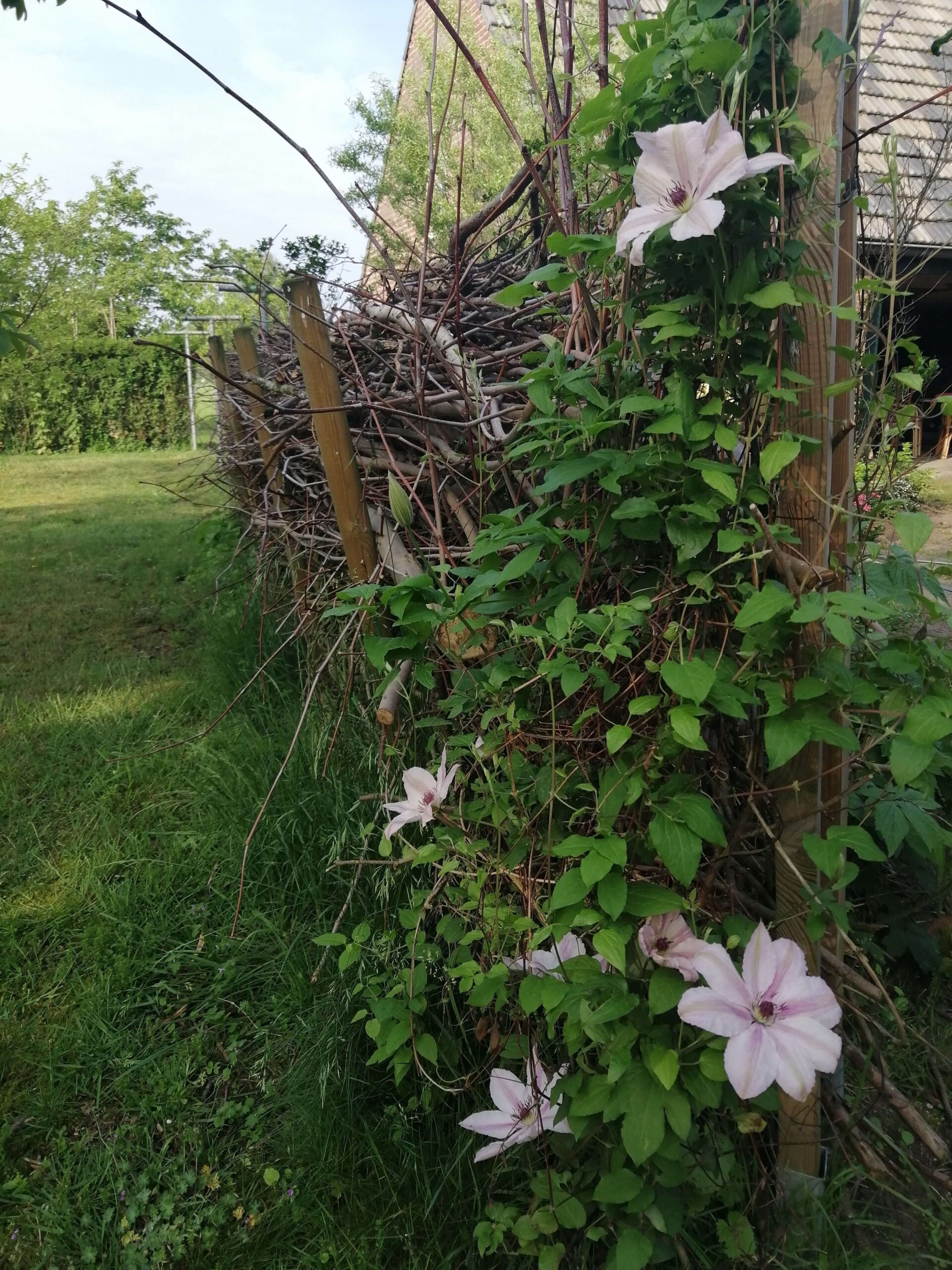 Als de passiebloemen weer bloeien: Ceci n'est pas une passiebloem