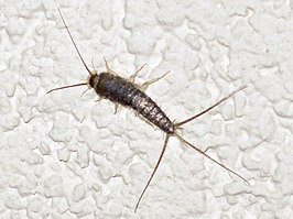 266px Ctenolepisma longicaudata long tailed silverfish Mook the Netherlands