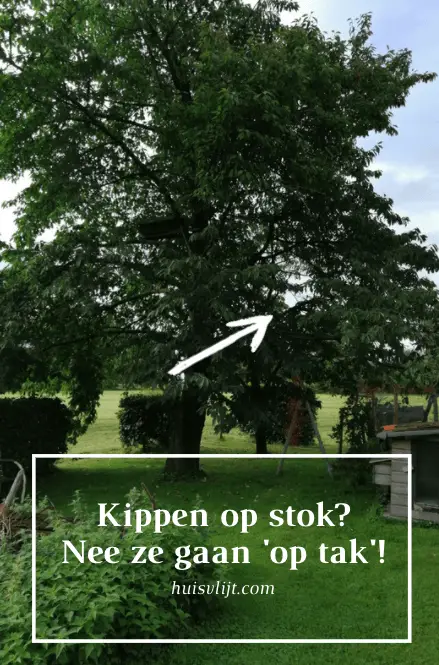 Kippen op stok: die van ons gaan ‘op tak’
