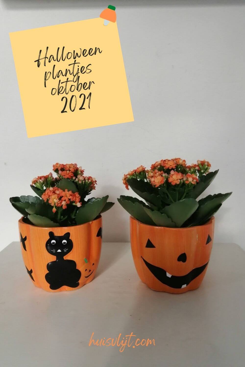 Halloween plantjes in een potje