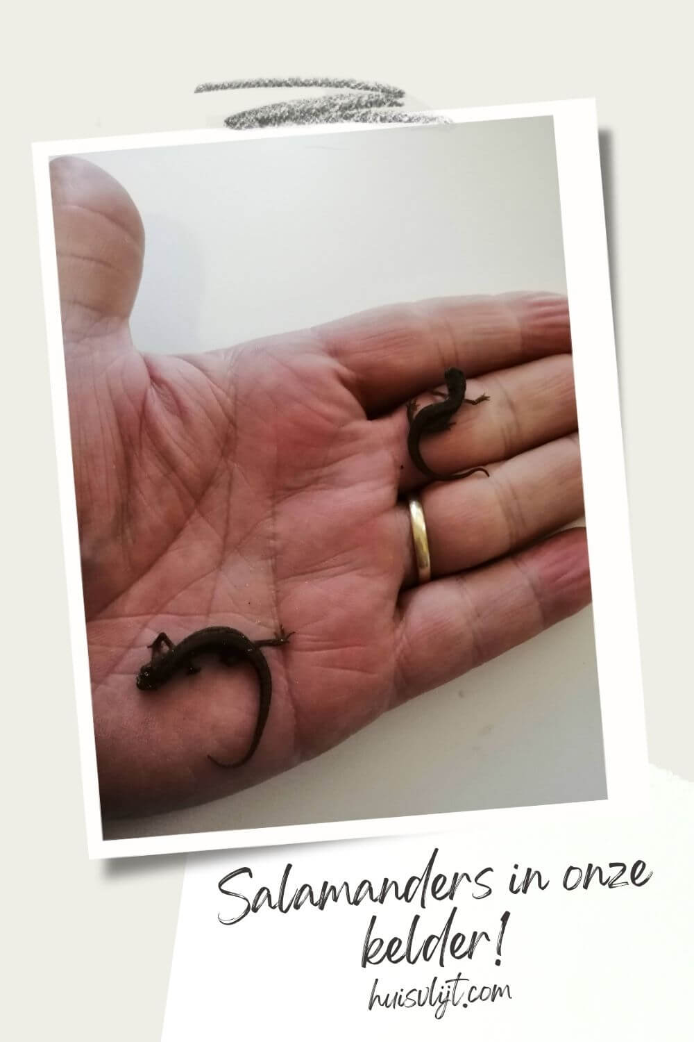 Help, we hebben salamanders in de kelder!