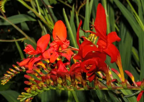 montbretia