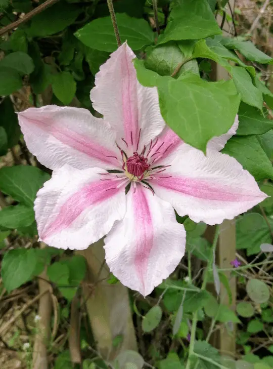 Clematis mei 2022