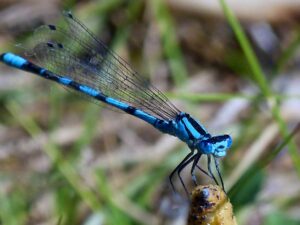 blauwe juffer