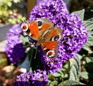 geurende bloemen