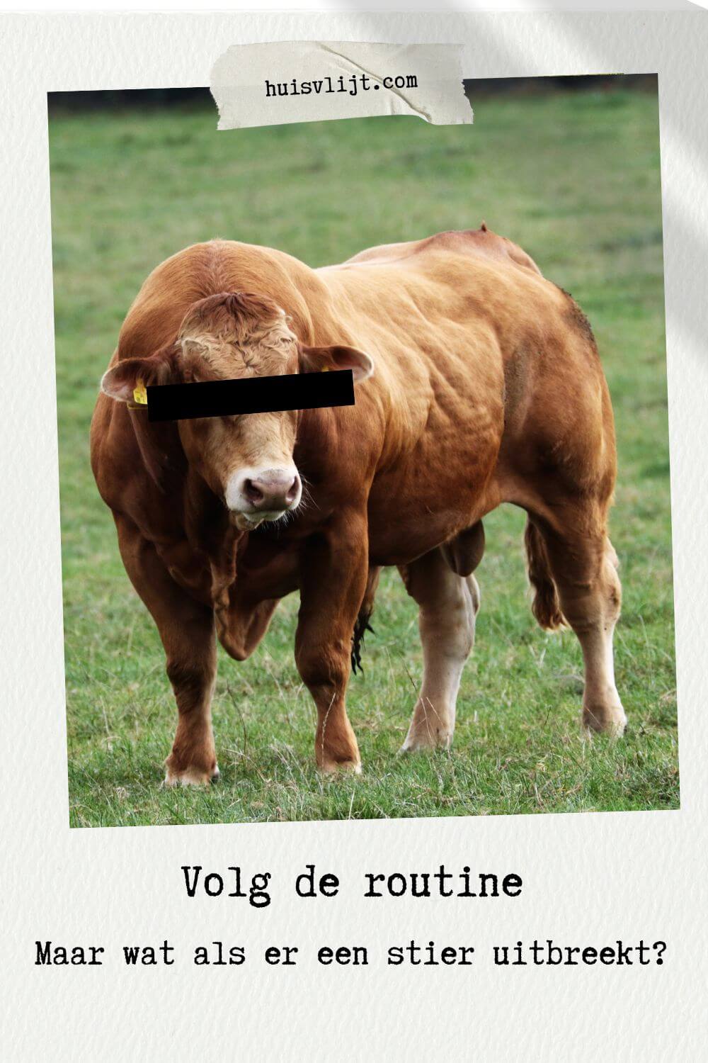 Volg de routine - maar wat als er een stier uitbreekt?!