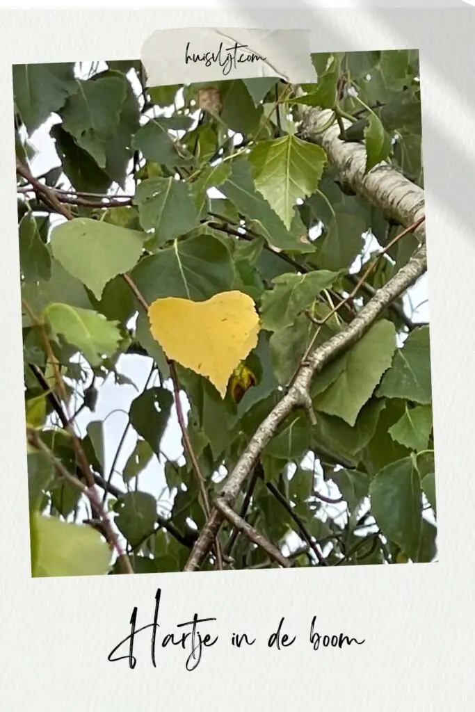 Hartje in de boom 1