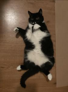 poes