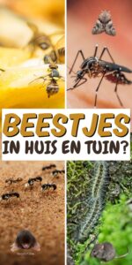 beestjes in huis