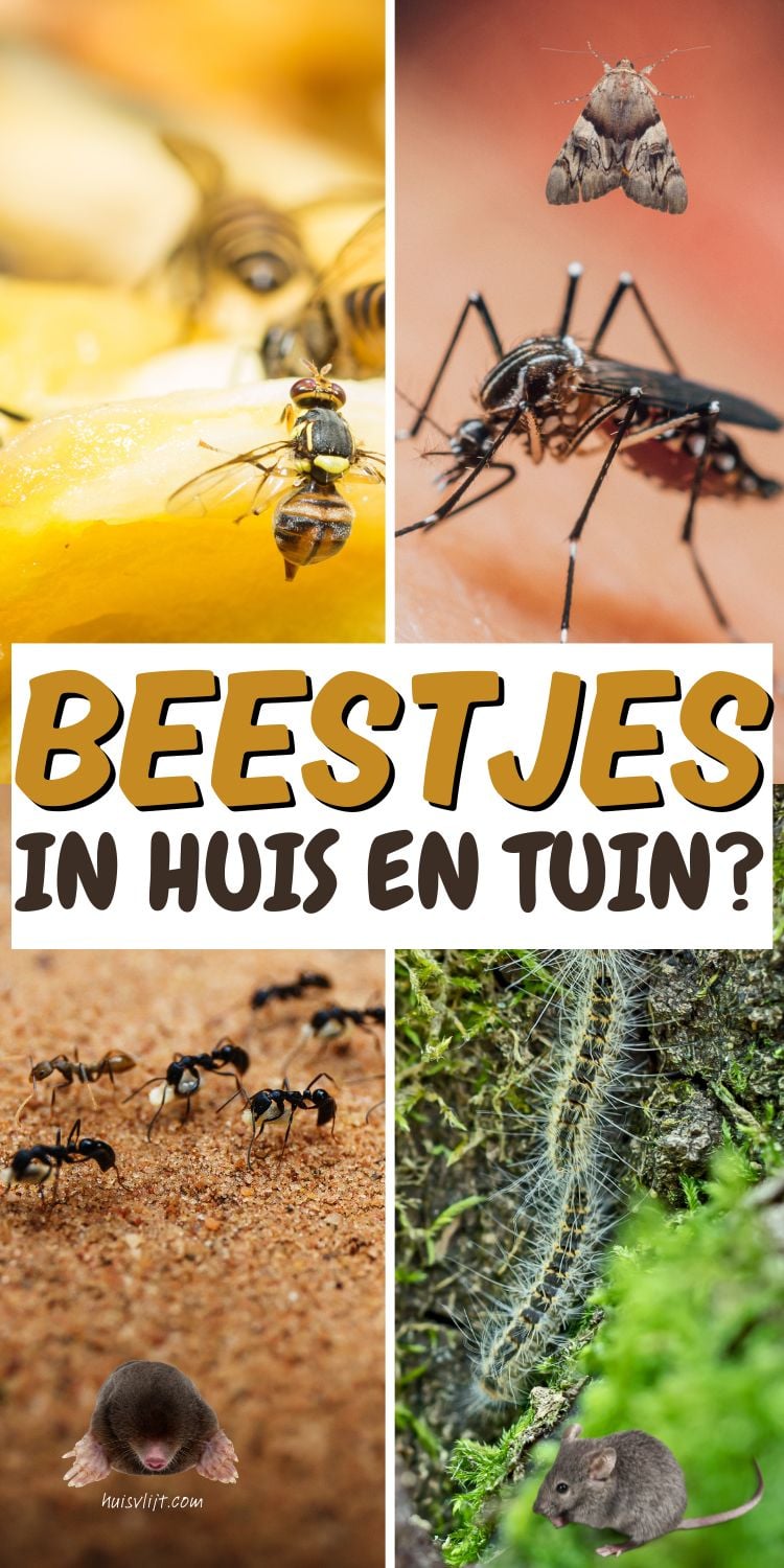 Ongedierte en plaagdieren bestrijden: al mijn tips op een rij 1 beestjes in huis en ongedierte bestrijden